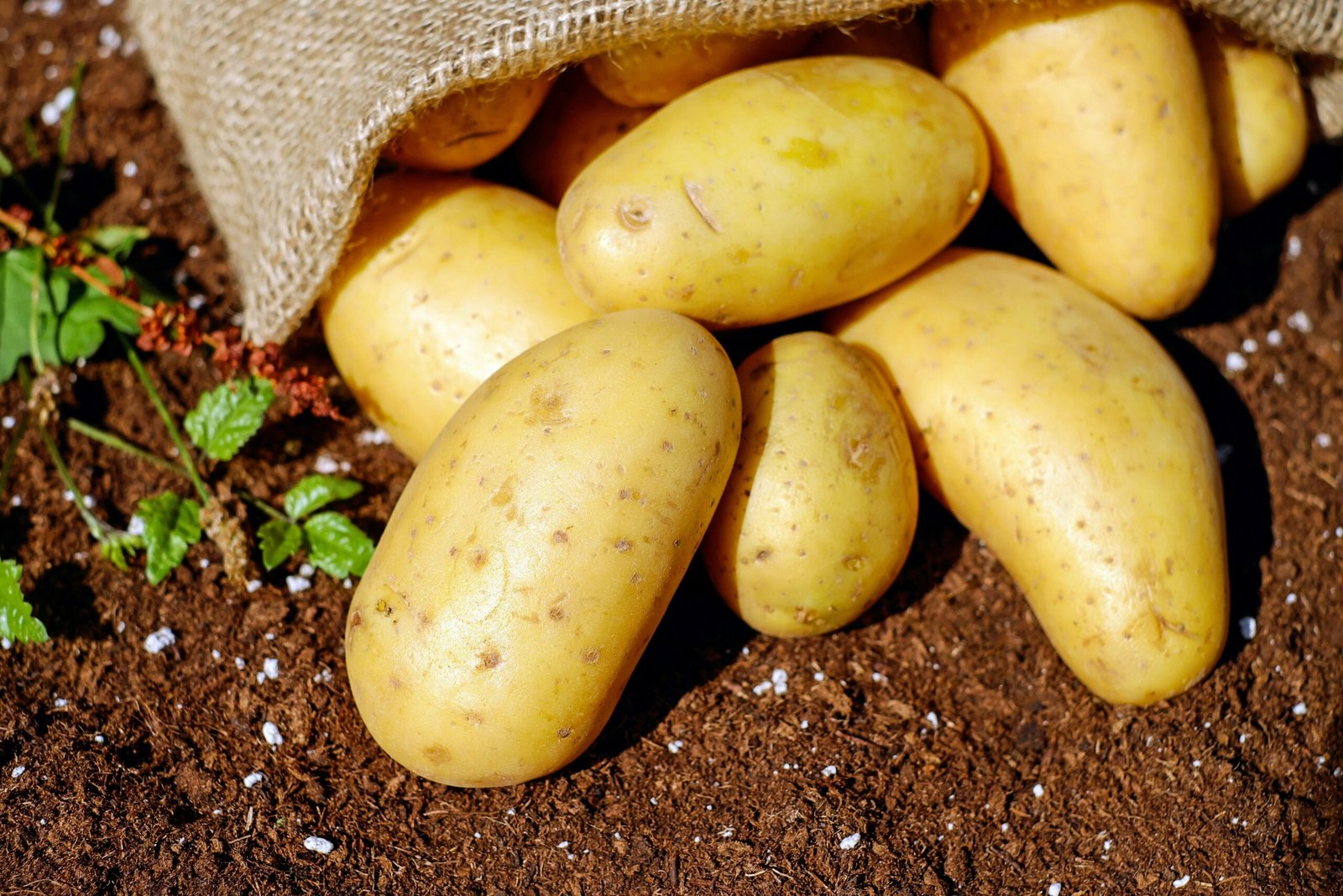 Potatoes Vegetables Erdfrucht Bio 144248 144248 Scaled