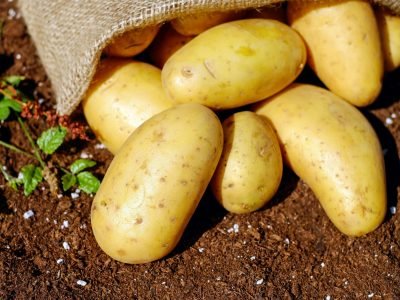 Potatoes Vegetables Erdfrucht Bio 144248 144248 Scaled Rop753lyqurt0676hsr14jeayk0o2y8brrabi7d9dk